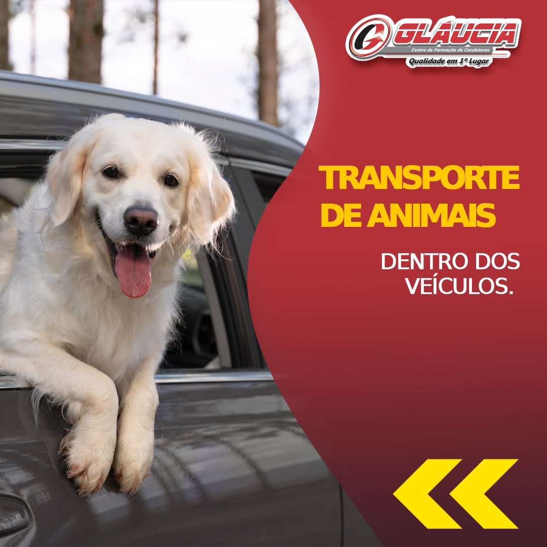 Transporte de animais dentro dos veículos.